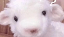 小羊最新爆料出轨是哪一集,出轨真相揭露，哪一集成为舆论焦点？