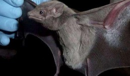 最新爆料蝙蝠,最新研究揭示蝙蝠独特基因生成之谜