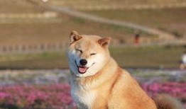 狼狗最新爆料图片高清壁纸,捕捉瞬间，感受野性魅力