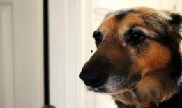 狼狗最新爆料图片高清壁纸,捕捉瞬间，感受野性魅力